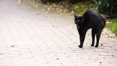 bigpicture.ru, фото - Новости Zakon.kz от 26.10.2020 14:03