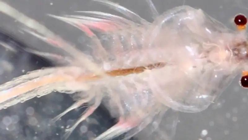 1,5 тонны незаконно выловленных рачков "Артемия" изъяли в Павлодарской области