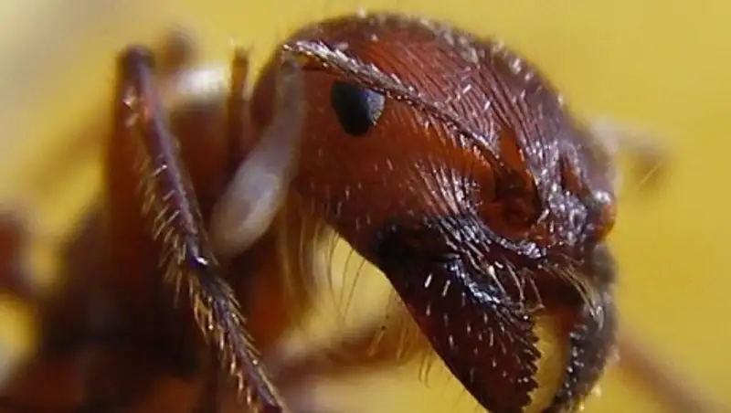 В Японии появились смертельно опасные муравьи