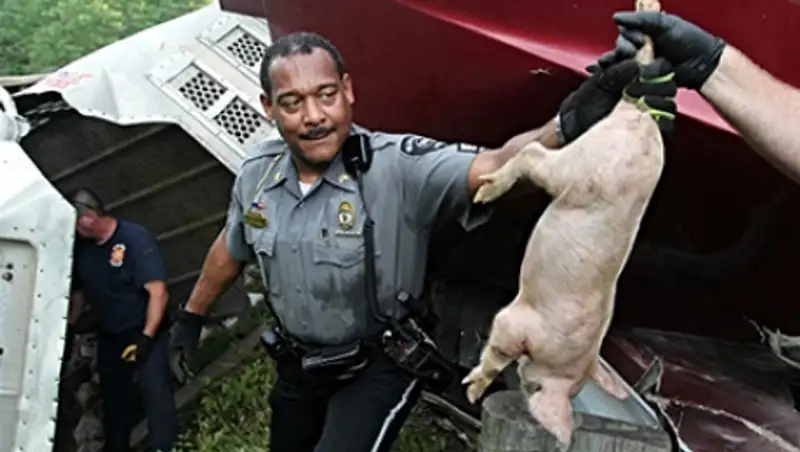 В Огайо в ДТП погибли около 400 поросят