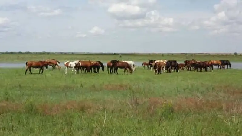 Дефицит пастбищ в Казахстане превысил 29 млн га