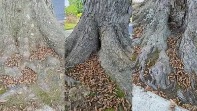 twitter.com/SeanTheBaptiste, фото - Новости Zakon.kz от 23.05.2021 23:30