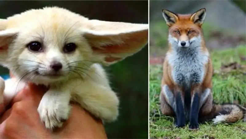 Удивительные игры природы — Большие и маленькие