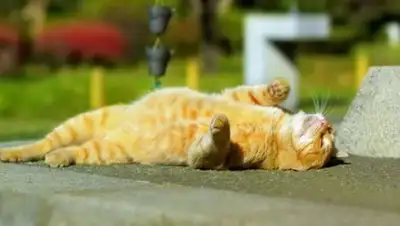 24 Канал, фото - Новости Zakon.kz от 18.08.2018 09:30