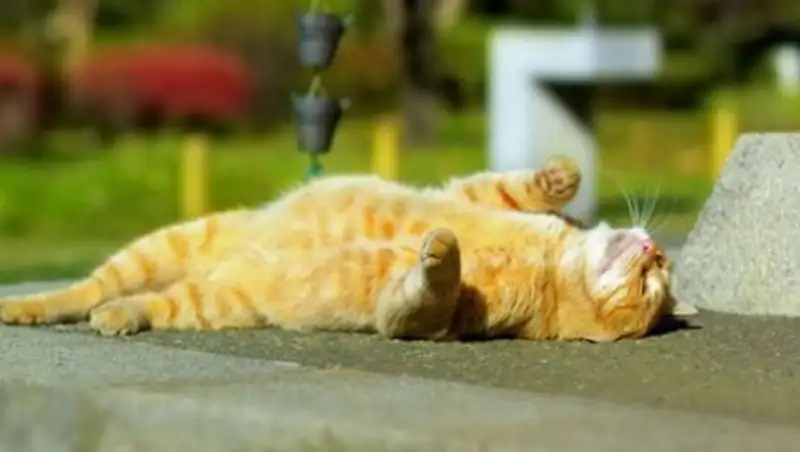 Погода на 18 августа: лето продолжается