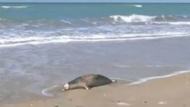 Ученым не хватило трупов, чтобы назвать причину массовой гибели тюленей