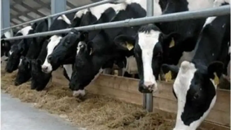 Полторы тысячи голов КРС приобрели крестьяне Кызылординской области через «КазАгро»