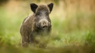 Zakon.kz, фото - Новости Zakon.kz от 08.10.2017 00:05
