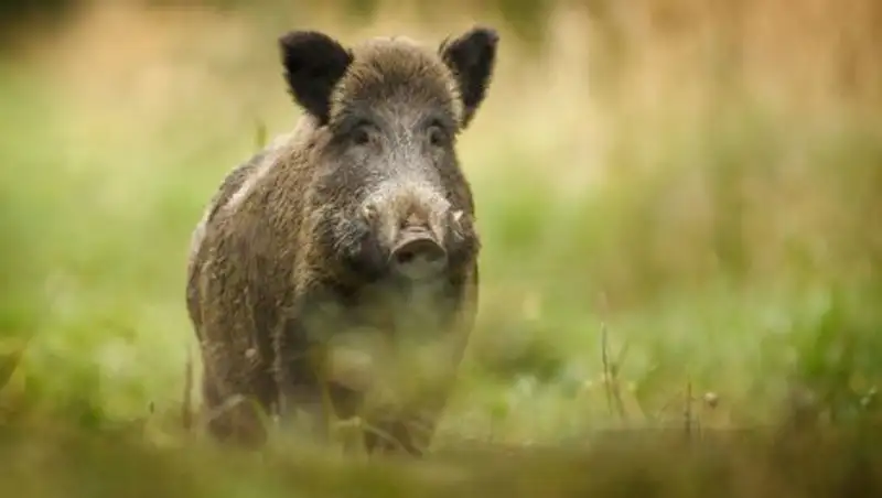 Радиоактивные кабаны замечены в Швеции