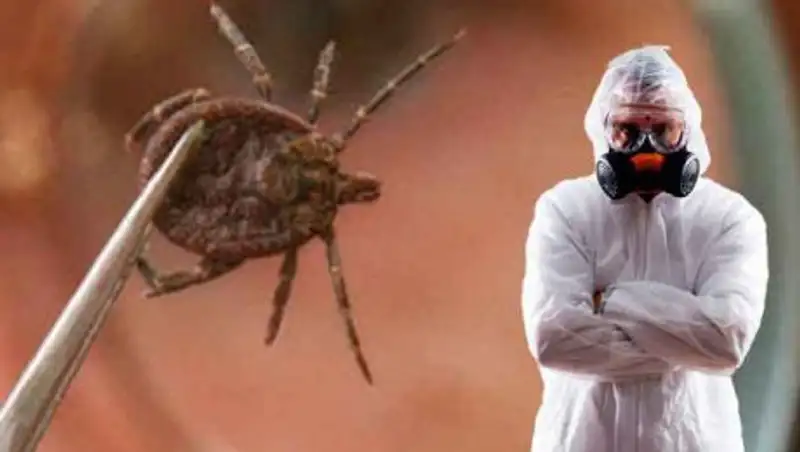 В Шымкенте от укусов клещей пострадали более 300 человек