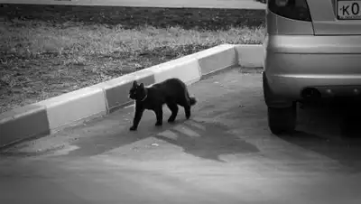 Zakon.kz, фото - Новости Zakon.kz от 23.04.2017 23:37