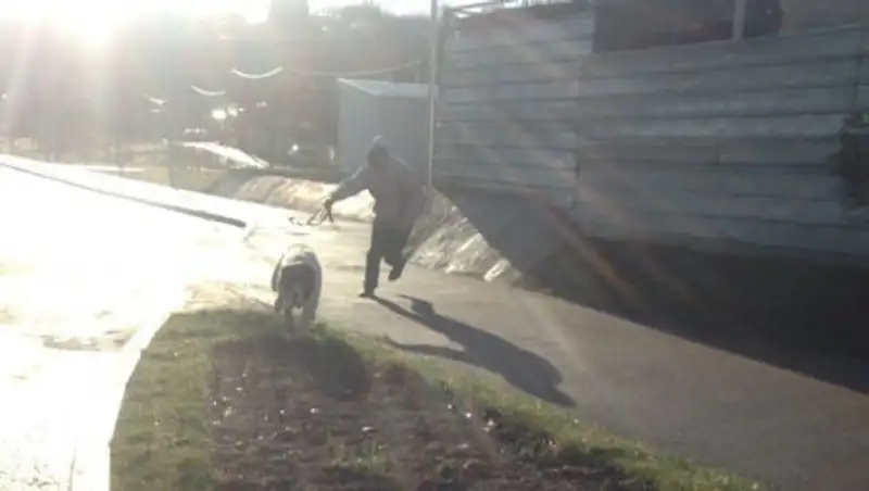 Полиция Алматы все еще ищет владельца собаки, покусавшей мужчину 