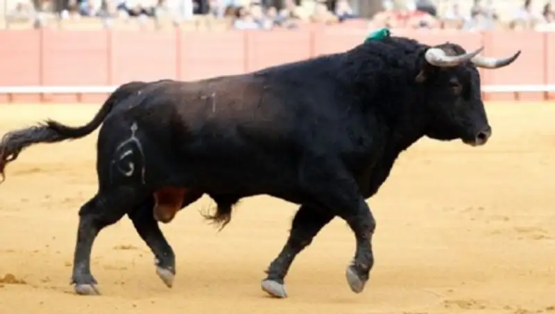 В Испании мужчина погиб при попытке сделать селфи с быком