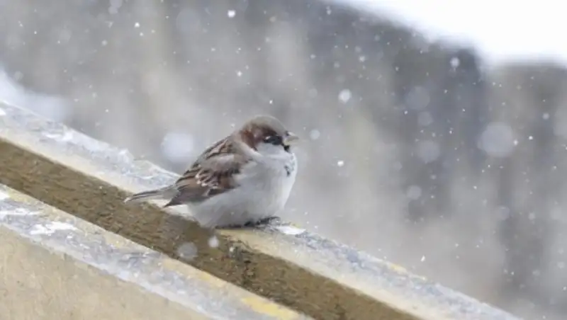 17 января на большей части Казахстана сохраняется неустойчивый характер погоды