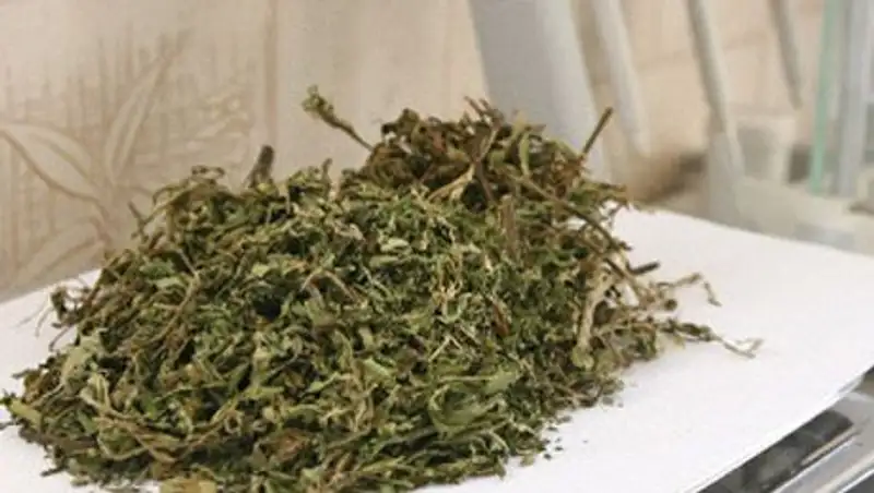 Житель Алматинской области задержан за выращивание конопли на собственном огороде