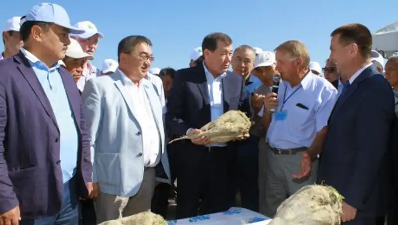 В Жамбылской области выращивают гигантскую свеклу