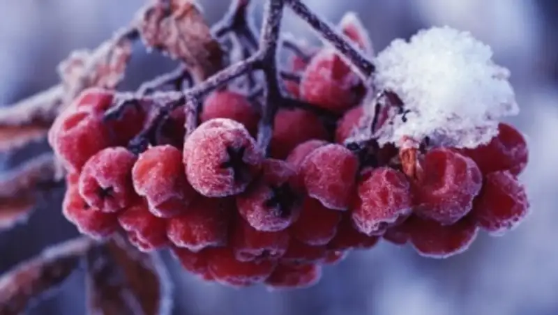 Погоду без осадков, туман и усиление ветра прогнозируют синоптики сегодня