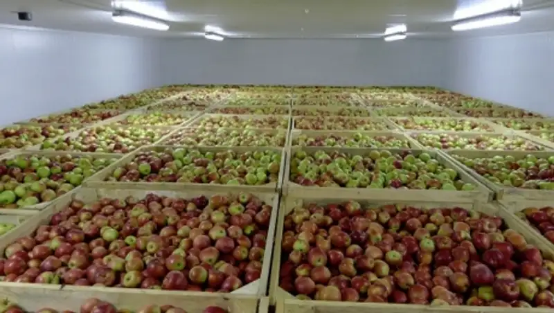 Алматы облысында 20 мың тонна жеміс-жидек сақтайтын қойма салынады