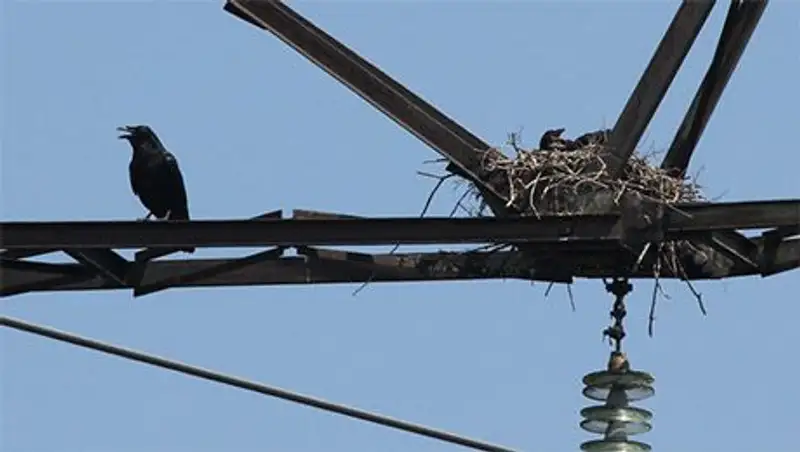 Вороны досаждают прокурорам и налоговикам Петропавловска