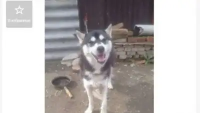 Zakon.kz, фото - Новости Zakon.kz от 25.05.2017 19:00