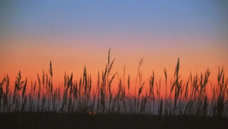 Россияне пожаловались на запах гари из Казахстана