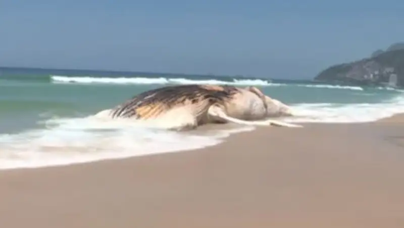30-тонного кита выбросило на бразильский пляж
