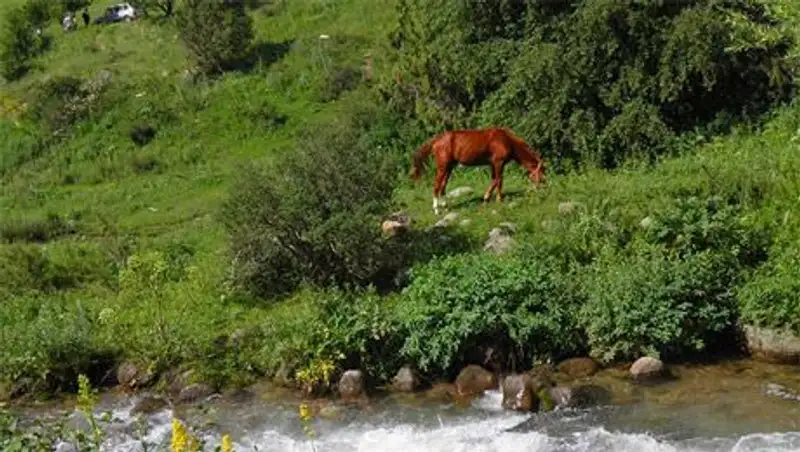 Жители ЮКО полны решимости очистить берег Сайрам-су от особняков и саун