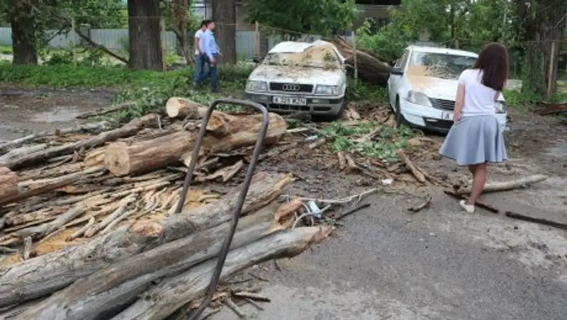 В Алматы дерево упало на два автомобиля