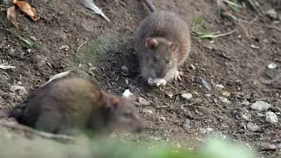 Фото © Sputnik / Алексей Даничев, фото - Новости Zakon.kz от 03.01.2018 19:38