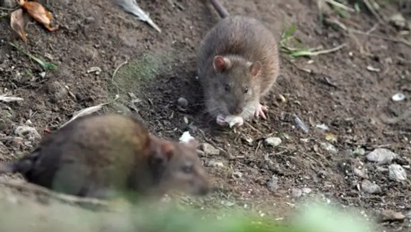 Крыса "отменила" вылет самолета в США