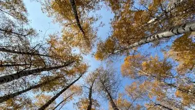 Zakon.kz, фото - Новости Zakon.kz от 12.10.2020 10:36