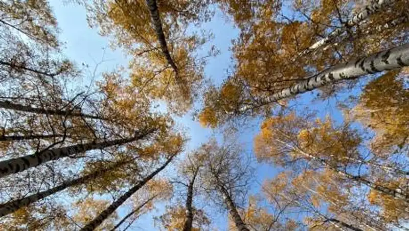 Погода без осадков ожидает казахстанцев