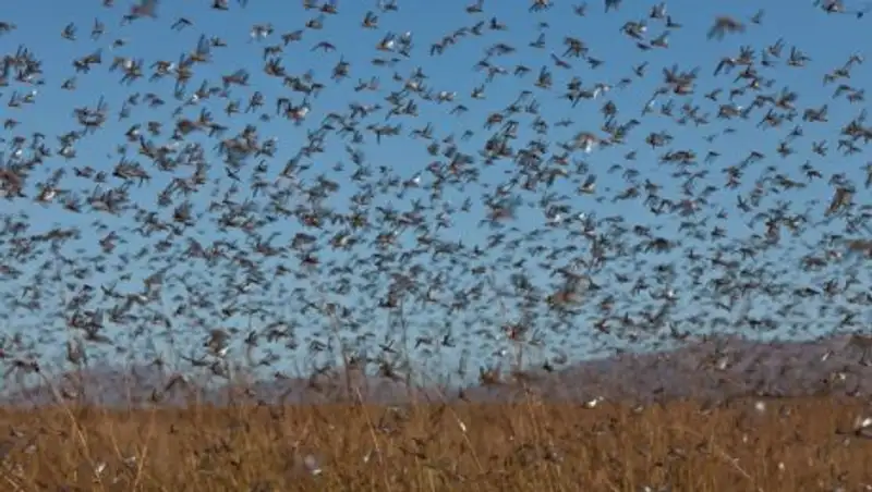 На борьбу с саранчой в РК выделено 1,3 млрд тенге