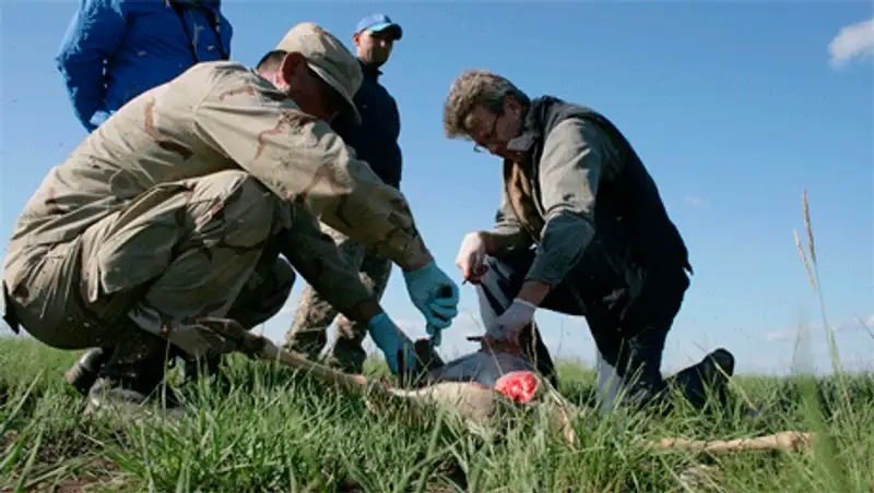 Cпециальная экспедиция поможет установить причины массовой гибели сайги