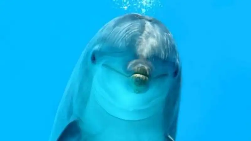 Миллионерша из Великобритании овдовела после смерти мужа-дельфина