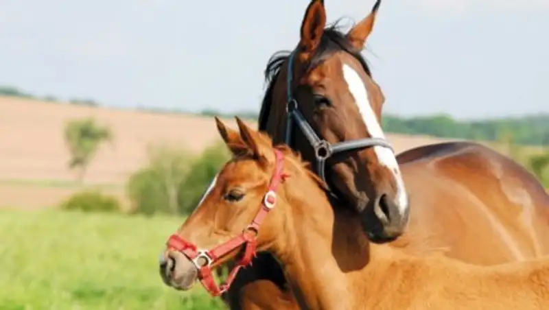 &#1178;аза&#1179;стан жыл&#1179;ы ауруынан таза ел ресми м&#1241;ртебесін алды - &#1178;Р АШМ