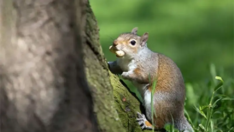 Жители Калифорнии пожаловались на серийные нападения белок