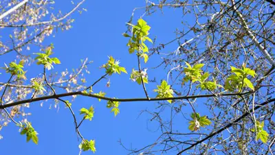 НовостиАрмения, фото - Новости Zakon.kz от 27.03.2020 06:12