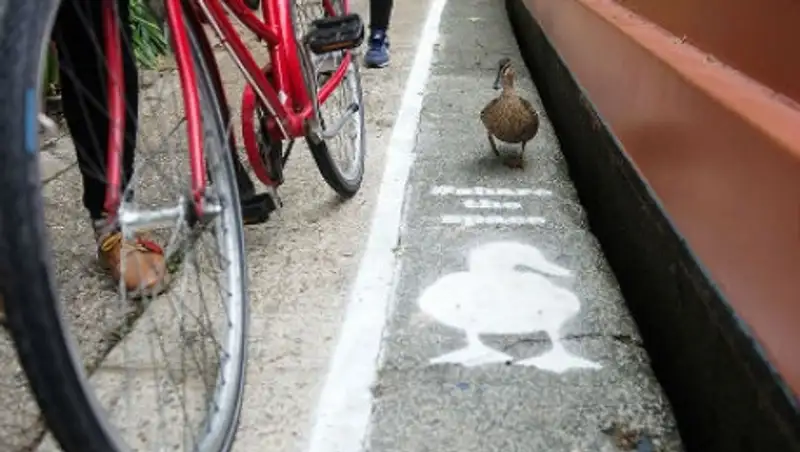 В Англии появились выделенные полосы для уток