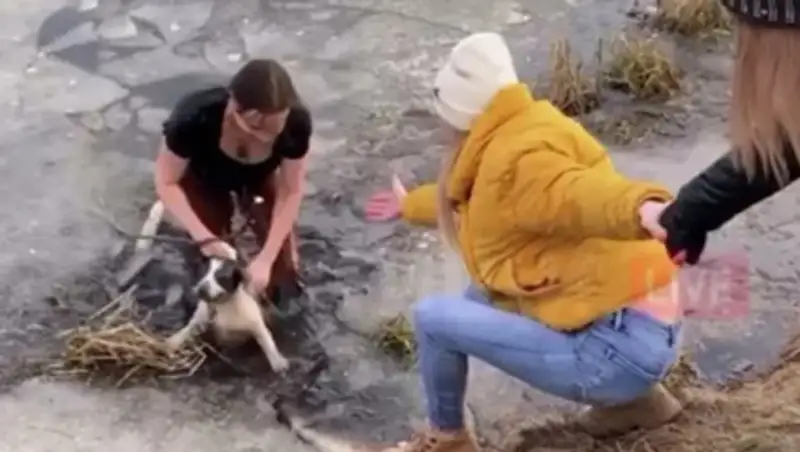 Молодая мама прыгнула в ледяной пруд, чтобы спасти собаку