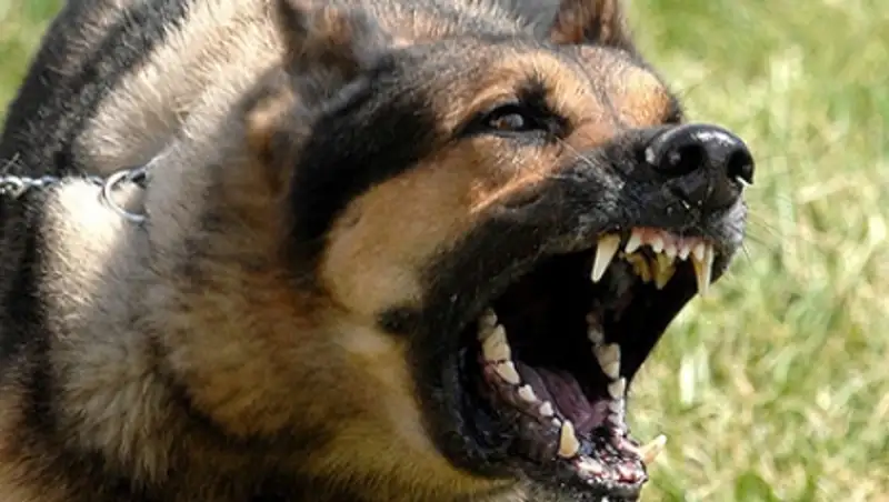 Т&#1199;ркістан т&#1201;р&#1171;ыны &#1179;&#1201;тырудан &#1179;айтыс болды