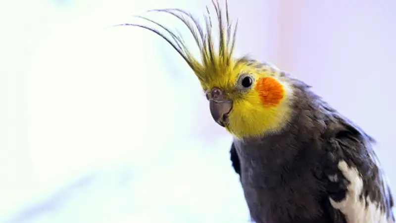 200 попугаев пыталась ввезти женщина из Кыргызстана в Казахстан