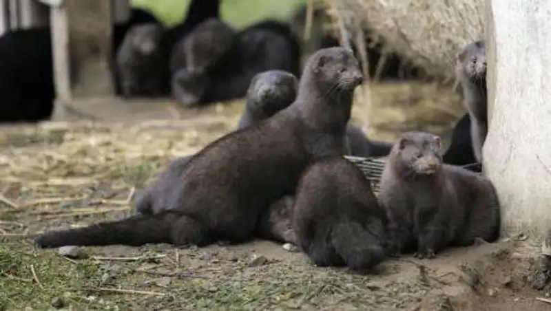 В Дании признали ошибкой убийство всех норок из-за COVID-19
