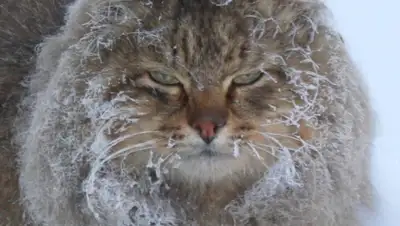 Zakon.kz, фото - Новости Zakon.kz от 18.02.2015 15:07