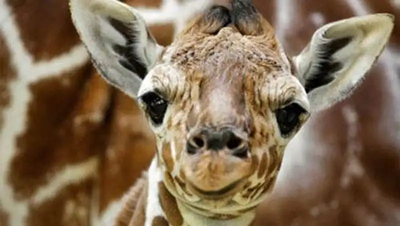 Позавчера в Усть-Каменогорске на проезжую часть упала топиарная фигура жирафа