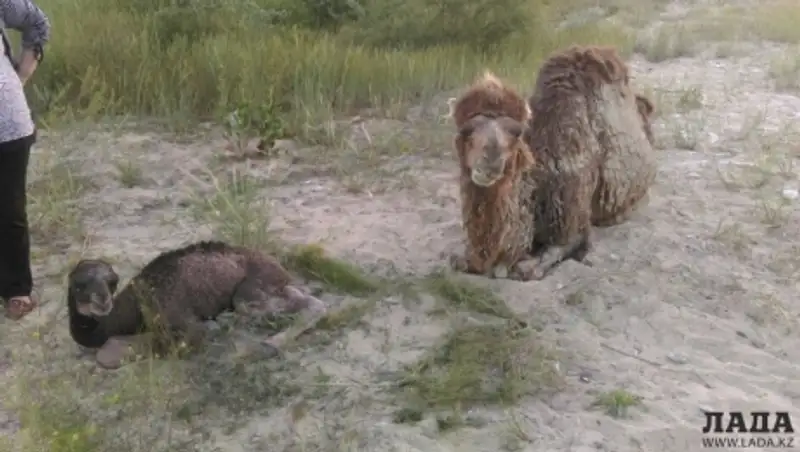 Бродившая между машинами в Актау верблюдица родила верблюжонка
