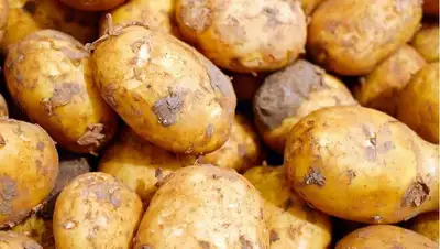 Казахстан Узбекистан картофель, фото - Новости Zakon.kz от 29.01.2022 16:10