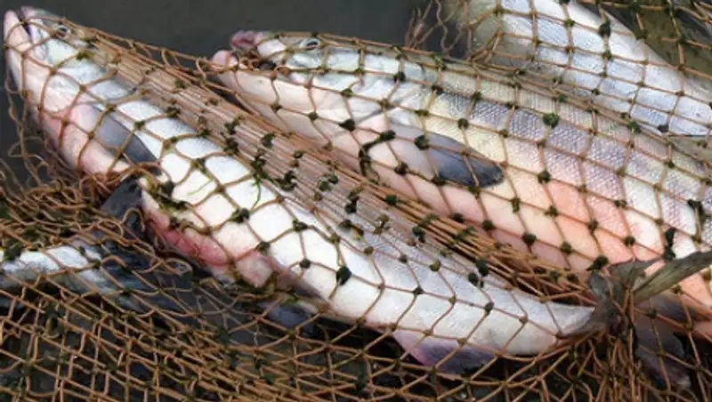 В Зайсан-Иртышской акватории может резко снизиться число рыбы