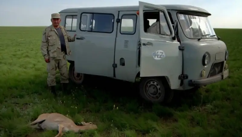 В Акмолинской области эксперты ООН провели вскрытие мертвых сайгаков