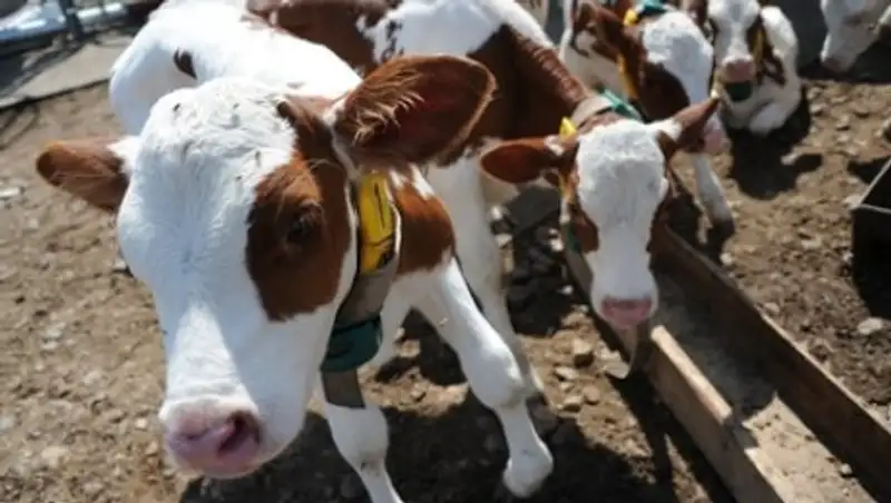 Подросток заразился редким вирусом после кормления теленка